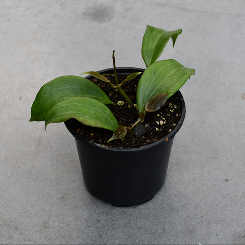 Hoya quinquenervia