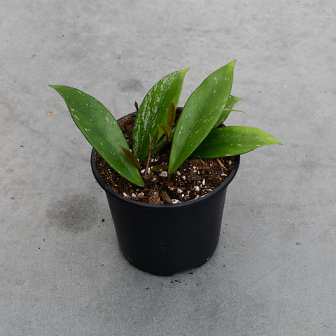 Hoya pubicalyx 'Splash'