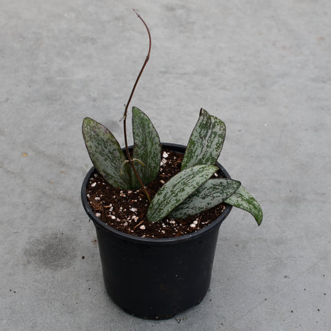 Hoya sigillatis 'Silver'