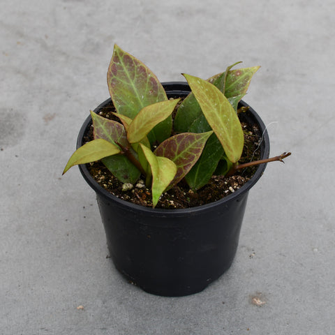 Hoya cv. 'Sunrise'