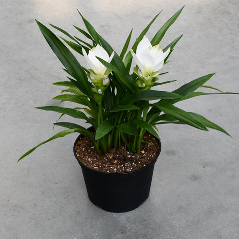 Curcuma Siam 'Sisto'