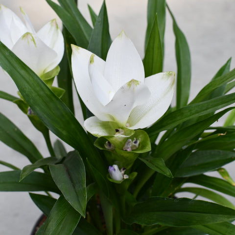 Curcuma Siam 'Sisto'