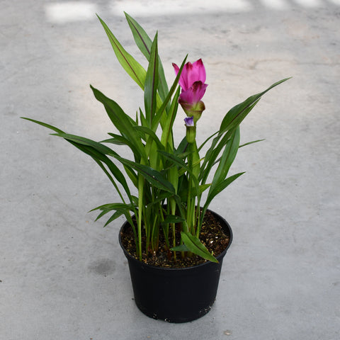 Curcuma Siam 'Slash'