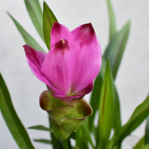 Curcuma Siam 'Slash'