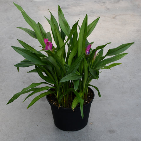 Curcuma Siam 'Sublime'