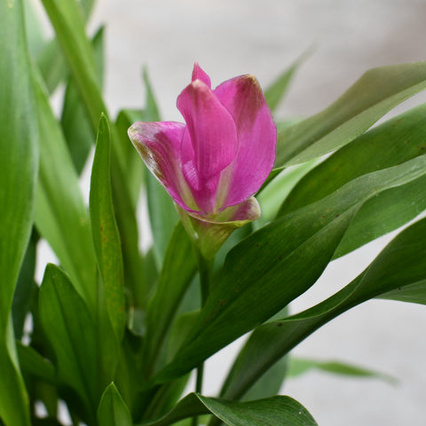 Curcuma Siam 'Sublime'