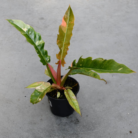 Philodendron 'Ring of Fire'