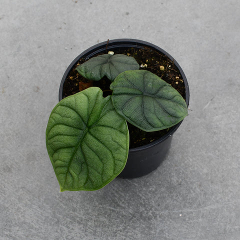 Alocasia 'Melo'