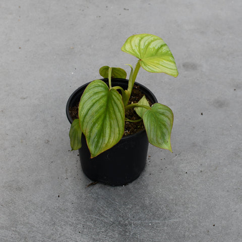 Philodendron mamei