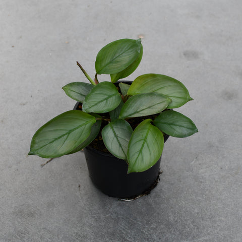 Ctenanthe setosa 'Grey star'