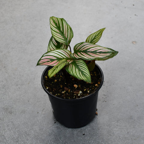 Calathea majestica 'White Star'