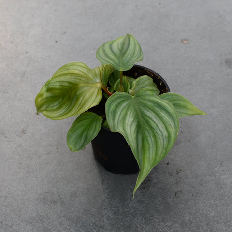 Philodendron plowmanii