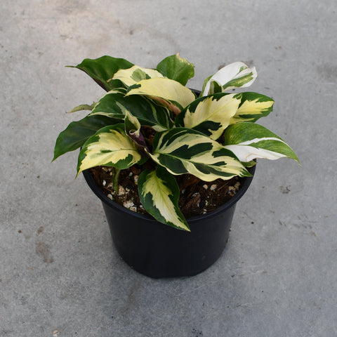 Calathea 'Yellow Fusion'