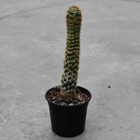 Trichocereus spachianus monstruose