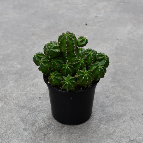 Euphorbia echinus 
