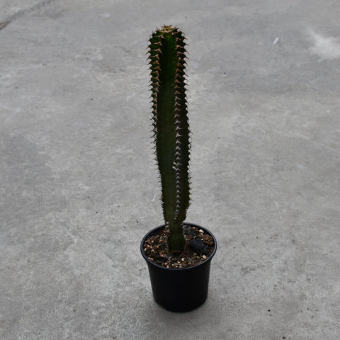 Euphorbia canariensis