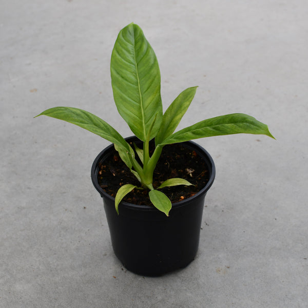 Philodendron campii