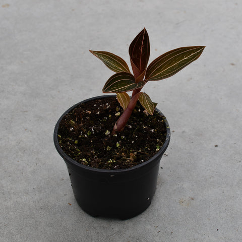 Ludisia discolor