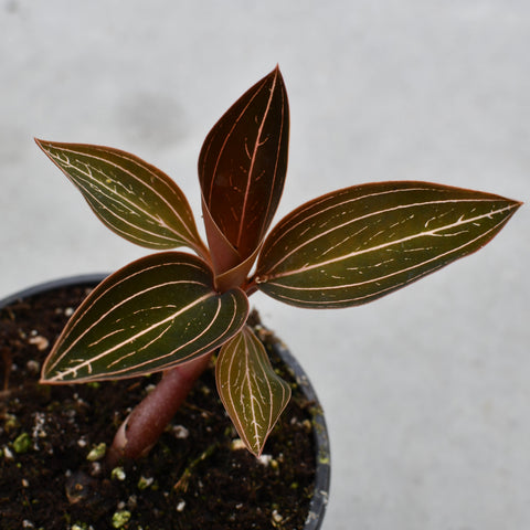 Ludisia discolor