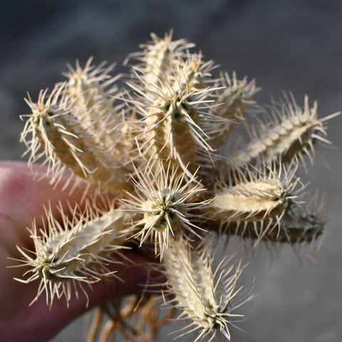 Euphorbia guillauminiana