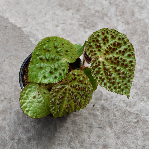 Begonia ferox