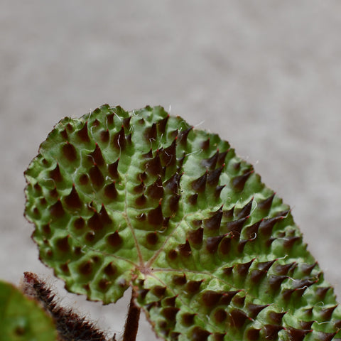 Begonia ferox