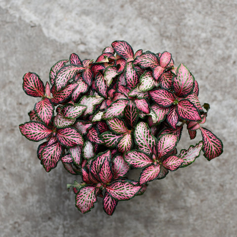 Fittonia verschaffeltii 'Pink Forest Flame'