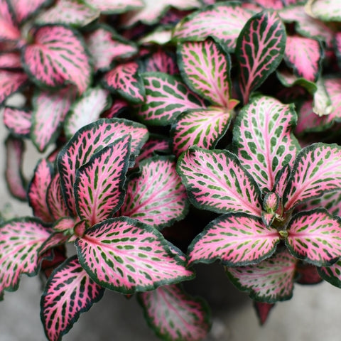 Fittonia verschaffeltii 'Pink Forest Flame'