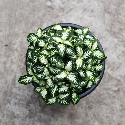 Fittonia verschaffeltii 'Lovers'