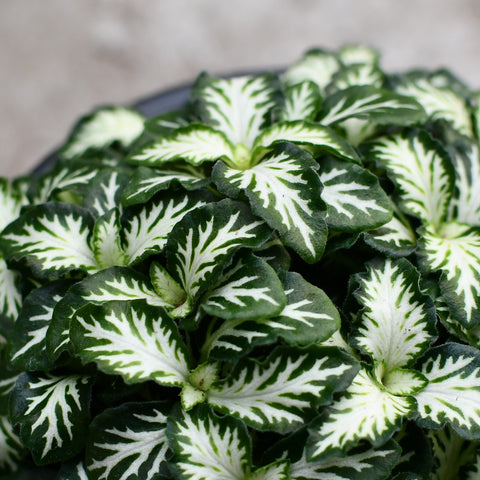 Fittonia verschaffeltii 'Lovers'