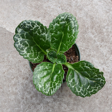 Streptocarpus 'Turtle Shell'