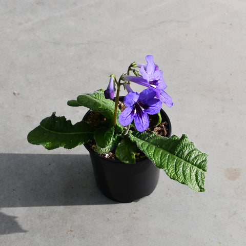 Streptocarpus 'Ladyslippers Blueberry'
