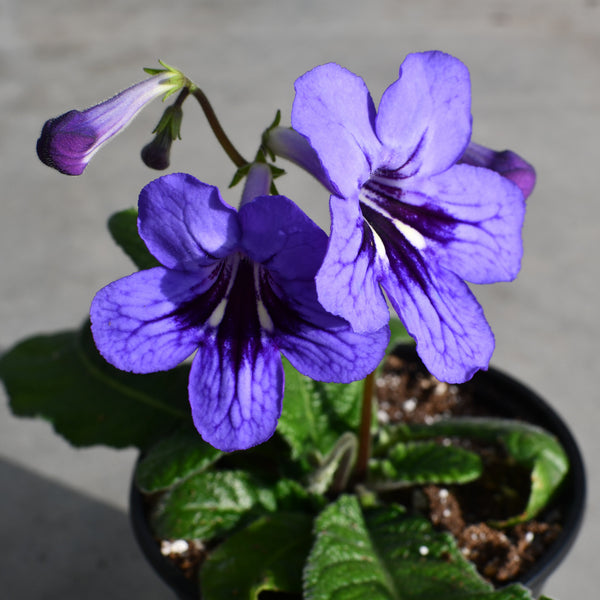 Streptocarpus 'Ladyslippers Blueberry'