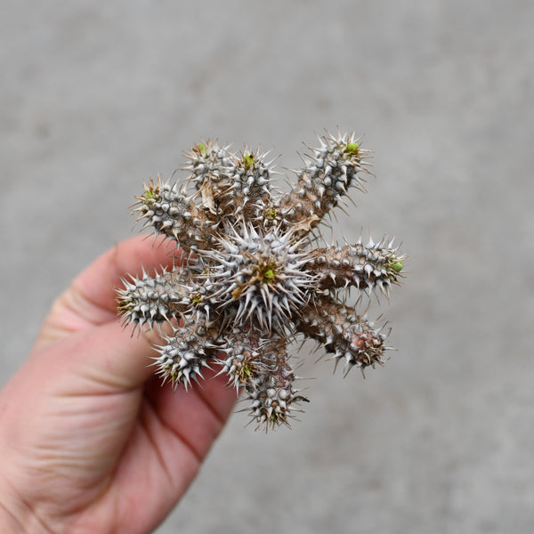 Euphorbia milii X parvimedusae