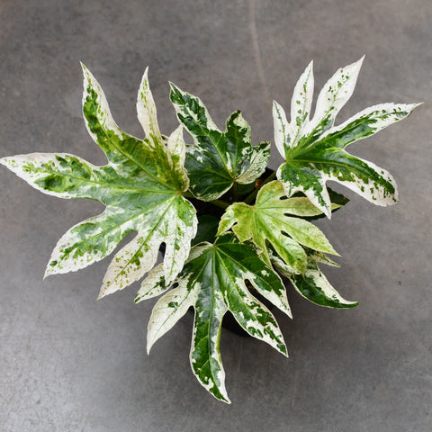 Fatsia japonica 'Spider's Web'