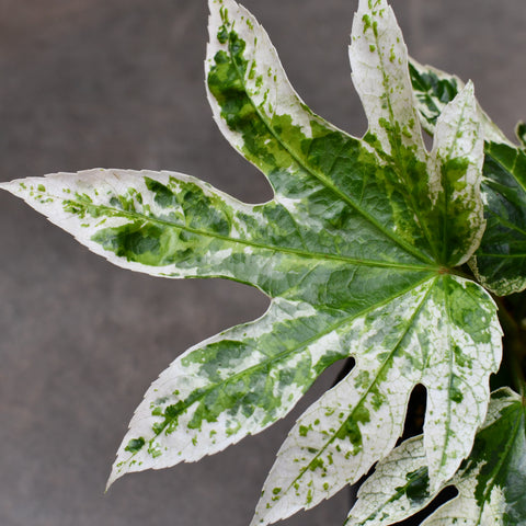 Fatsia japonica 'Spider's Web'