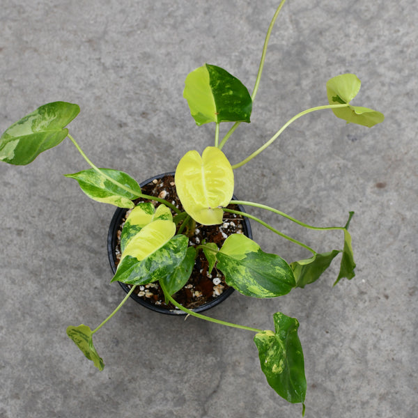 Philodendron burle marx 'variegata'  Serres Lavoie