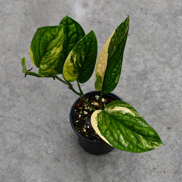 Monstera karstenianum Peru f. variegata – Serres Lavoie