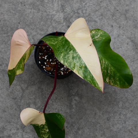 philodendron strawberry shake origin Philodendron 'Strawberry Shake' – Serres Lavoie