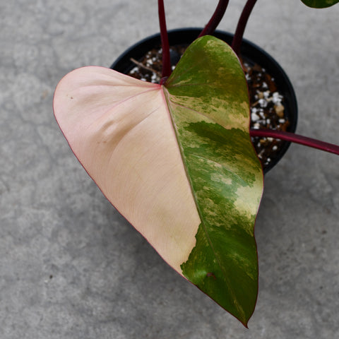 Philodendron 'Strawberry Shake'
