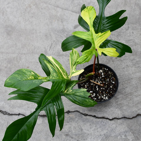 philodendron saloon Philodendron 'Florida Beauty' – Serres Lavoie