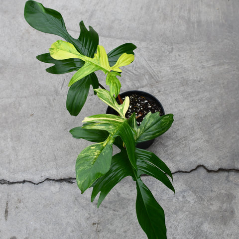 Philodendron 'Florida Beauty'