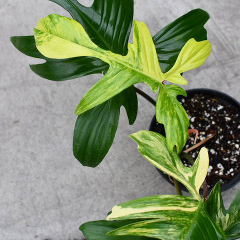 Philodendron 'Florida Beauty'