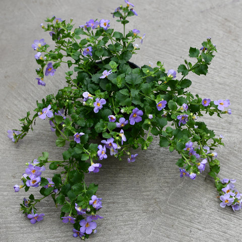 Bacopa 'Megacopa Blue'