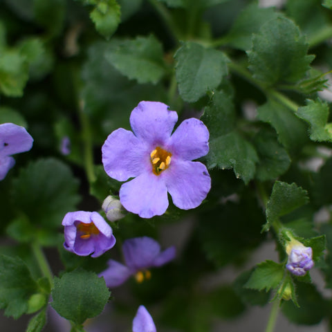 Bacopa 'Megacopa Blue'