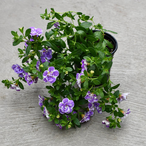 Calibrachoa mauve pâle (fleur double)