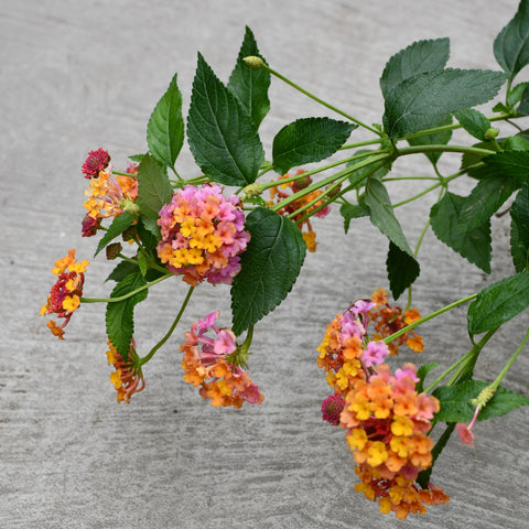 Lantana 'Passion fruit'