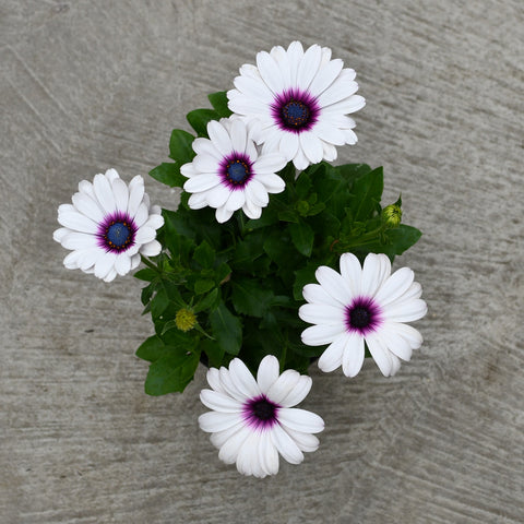 Osteospermum 'Lavender Frost'