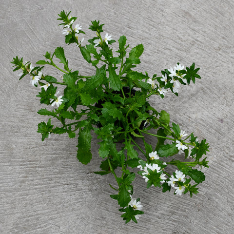 Scaevola 'Touch White'