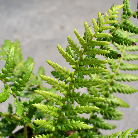 Dicksonia antarctica